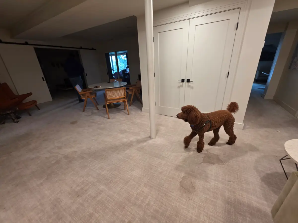 pet stain carpet cleaning results